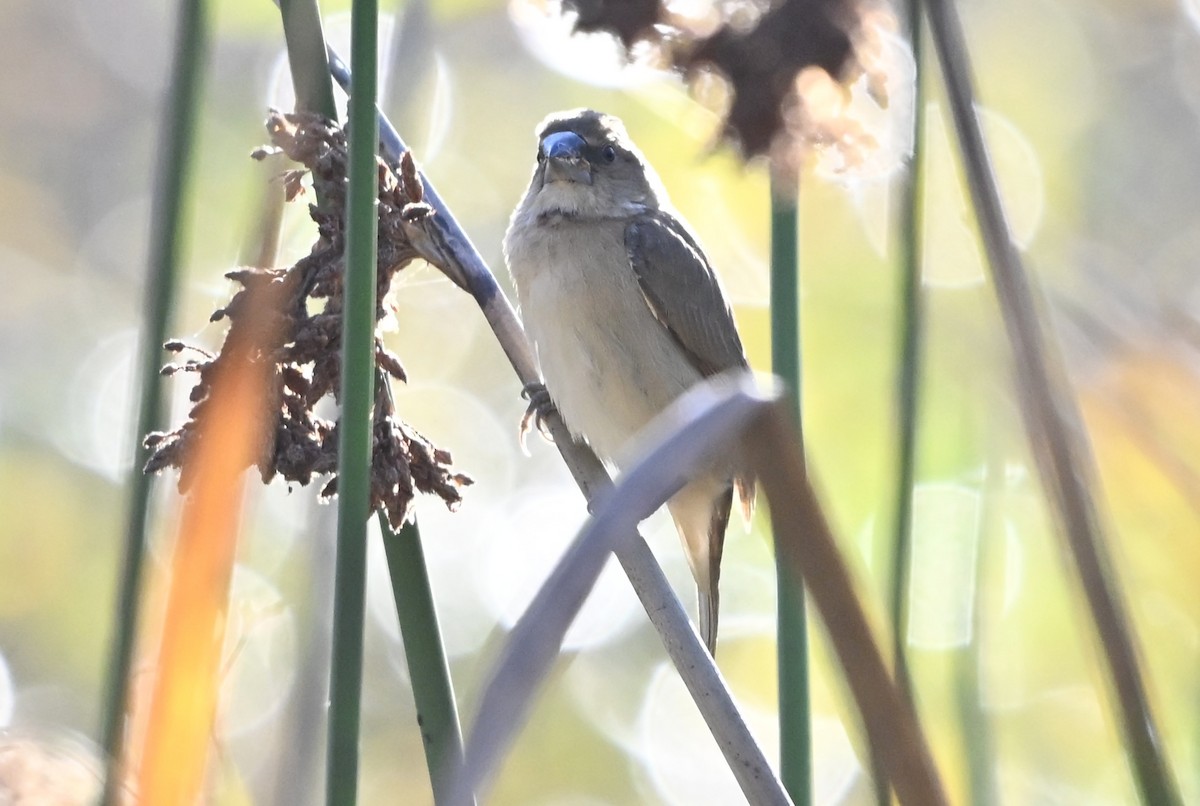 斑文鳥 - ML646495033