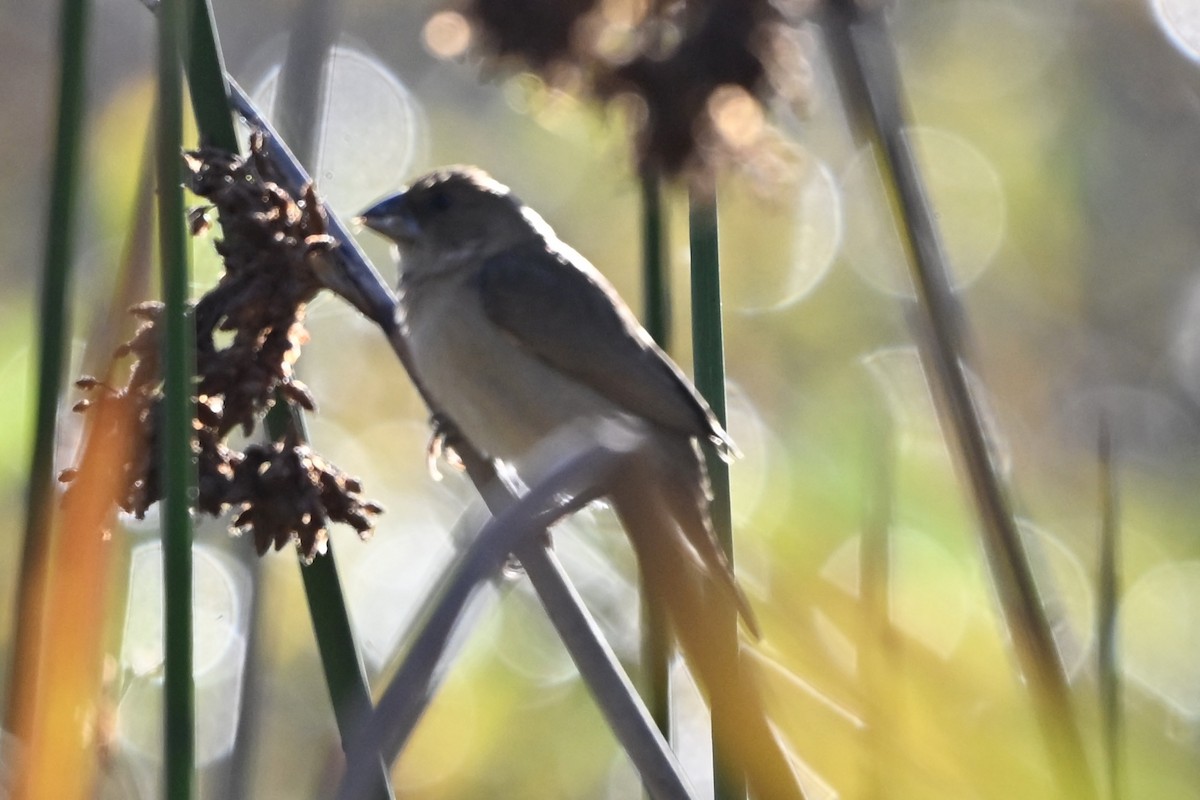 斑文鳥 - ML646495034