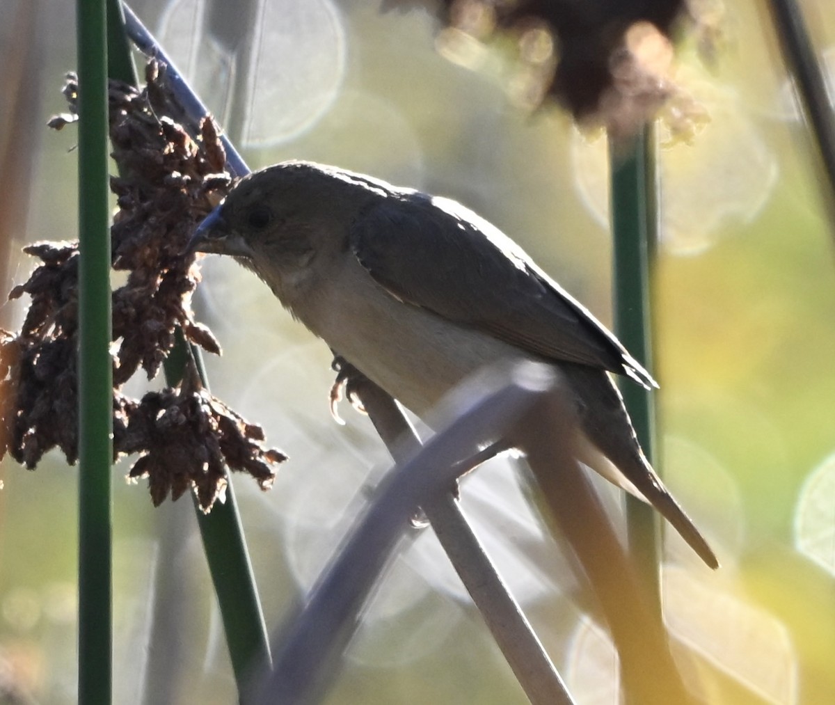 斑文鳥 - ML646495035