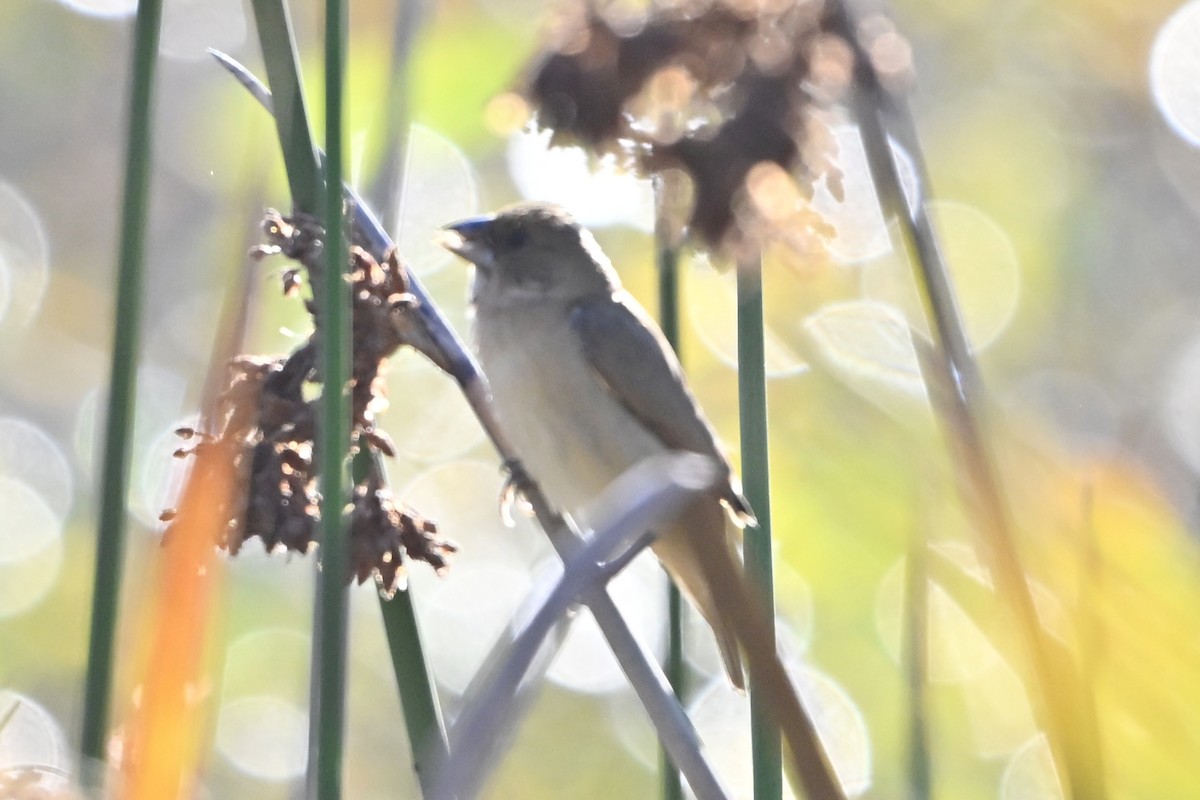 斑文鳥 - ML646495036