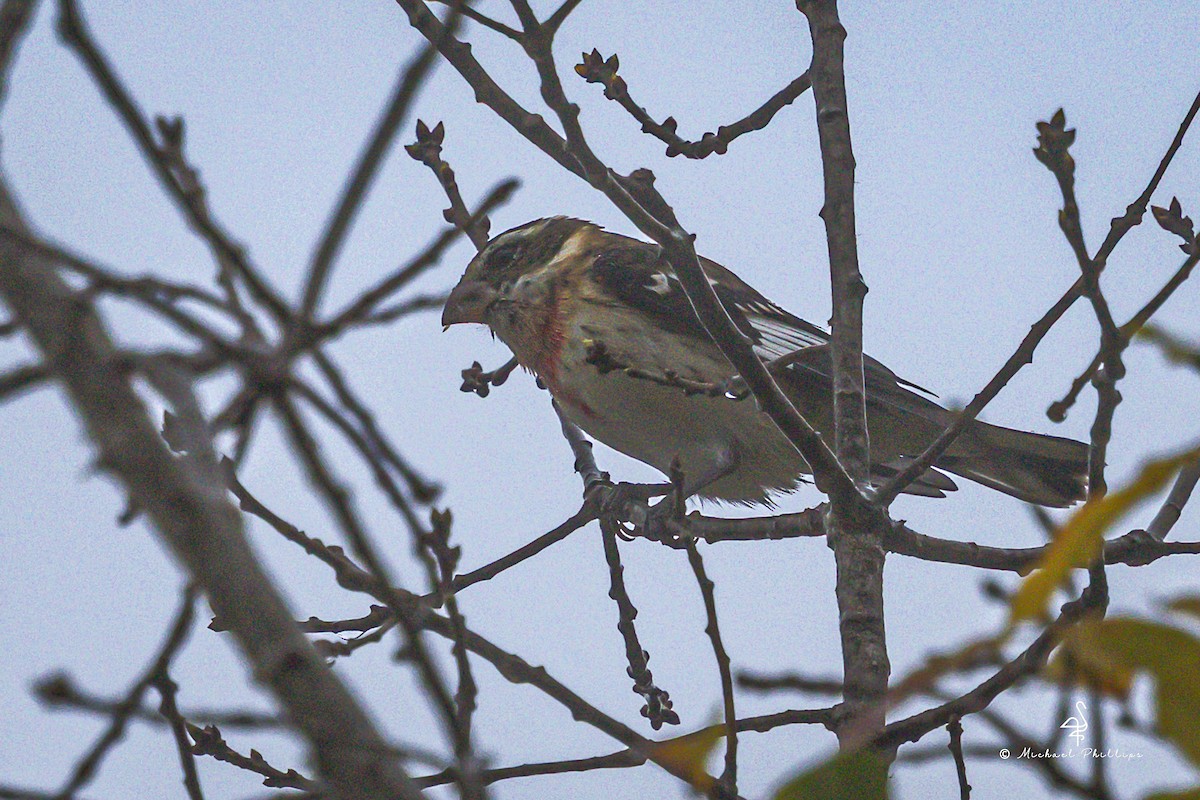 Rose-breasted Grosbeak - ML646495037