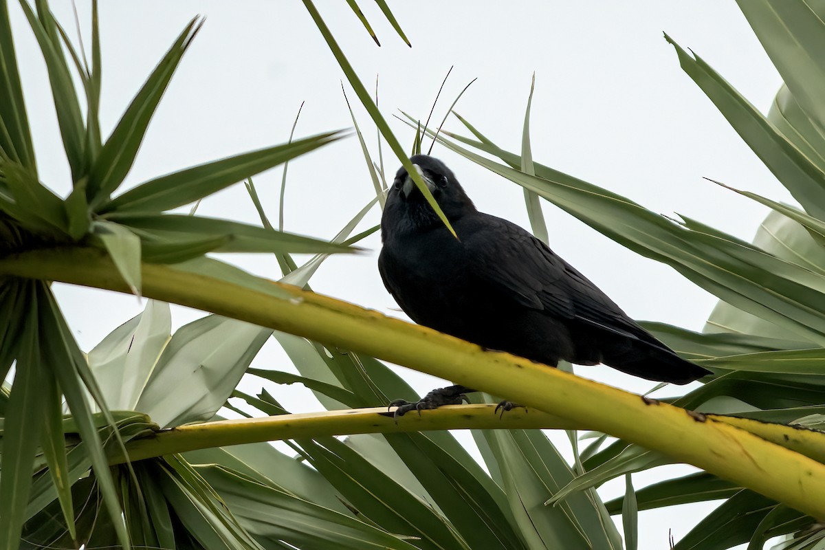 巨嘴鴉 - ML646495039