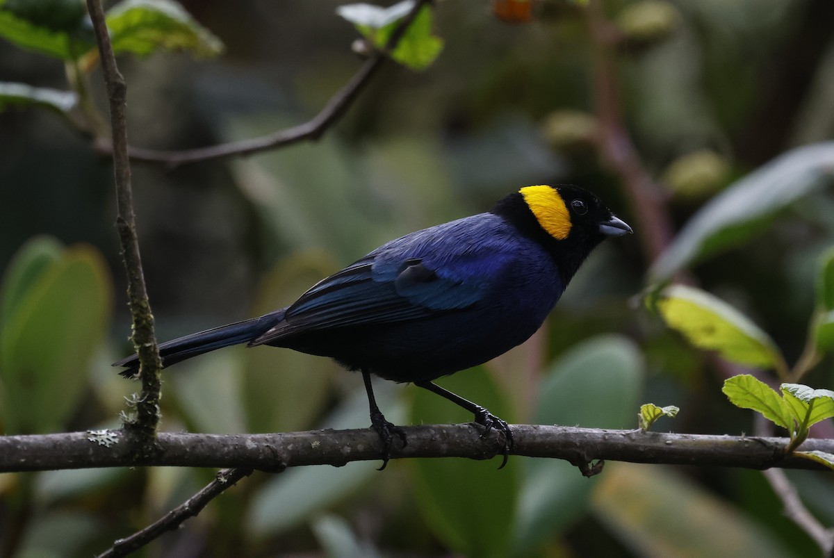 Yellow-scarfed Tanager - ML646495040