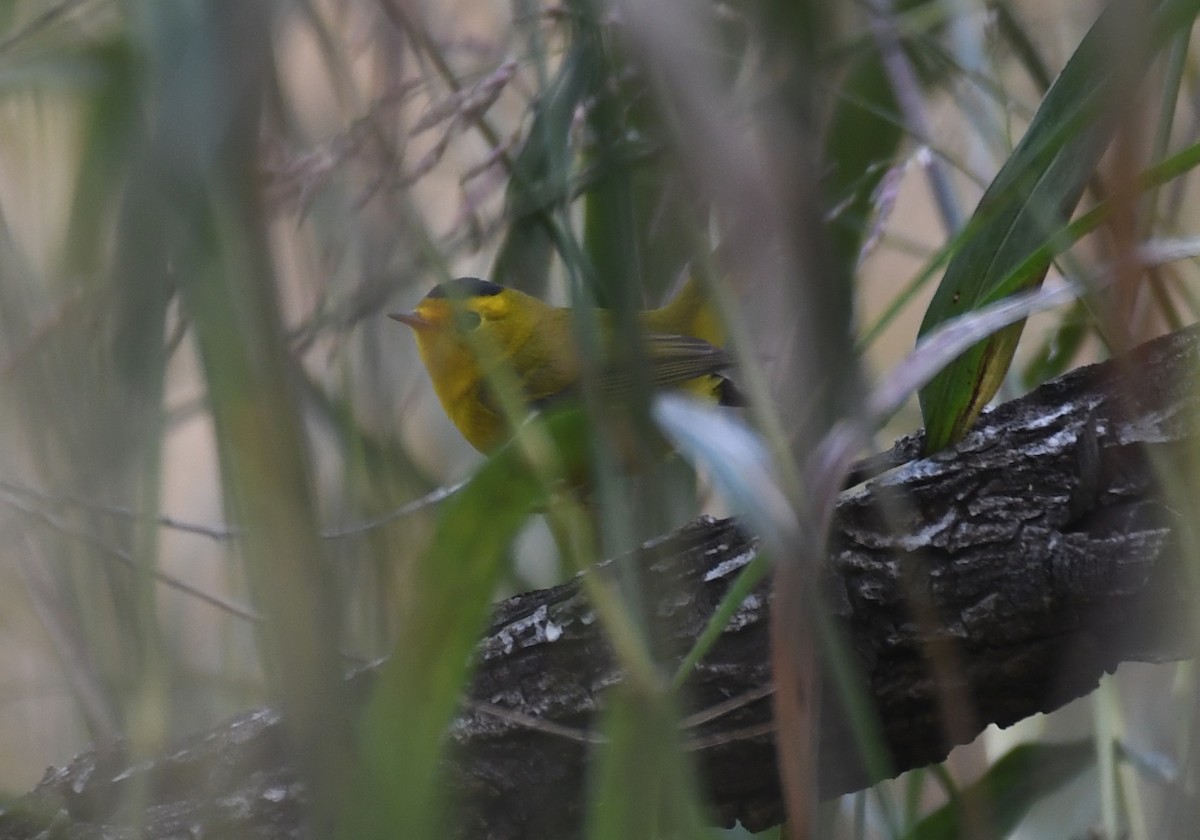 Wilson's Warbler - ML646495041