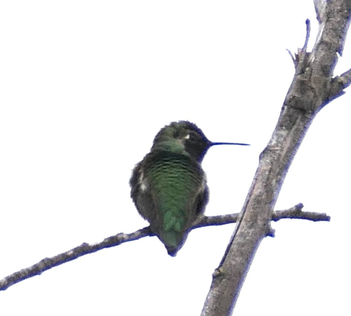 Anna's Hummingbird - ML646495042