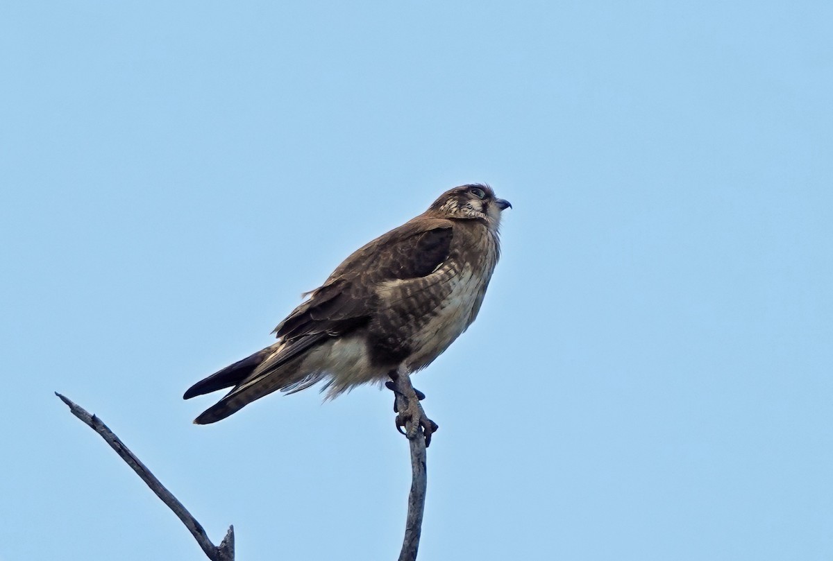 Brown Falcon - ML646495044