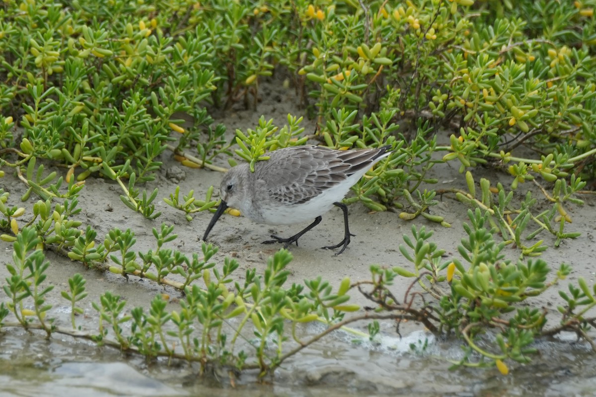黑腹濱鷸 - ML646495047