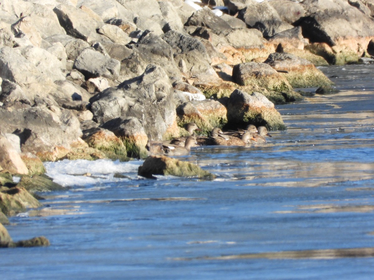 Gadwall - ML646495061