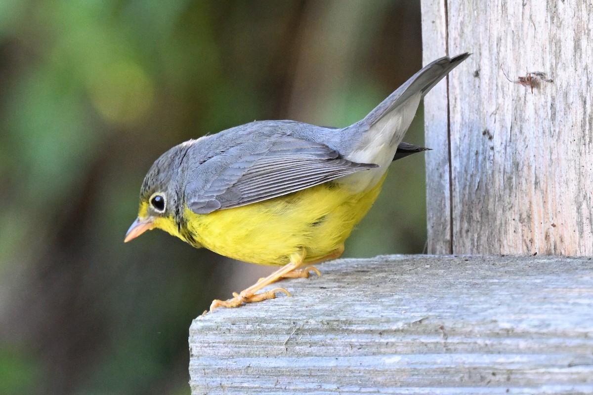 Канадская вильсония - ML646495064