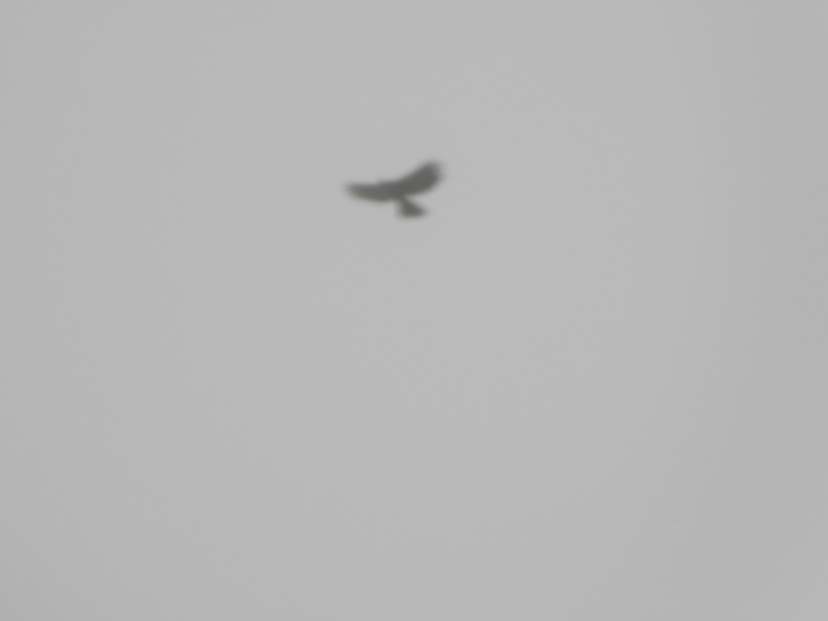 Black Hawk-Eagle - ML646495066