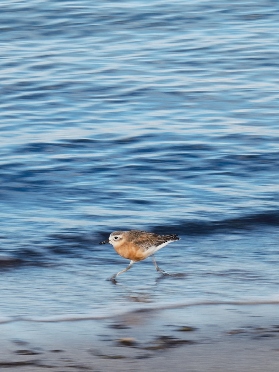 Red-breasted Dotterel - ML646495068