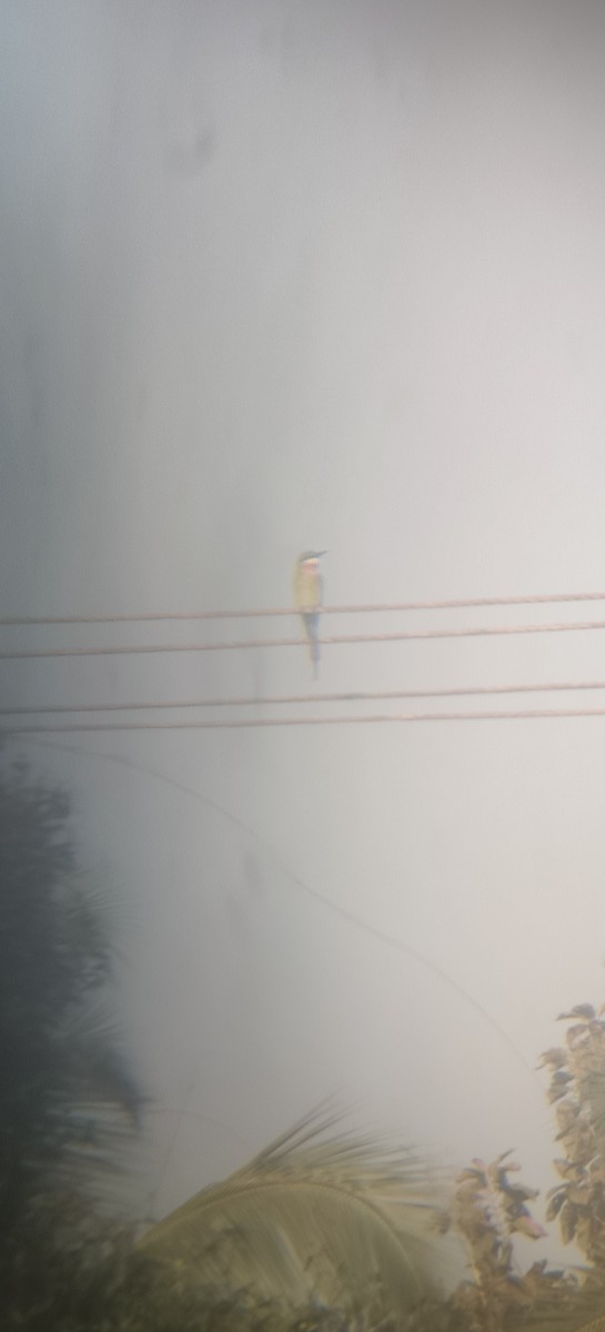 Blue-tailed Bee-eater - ML646495076