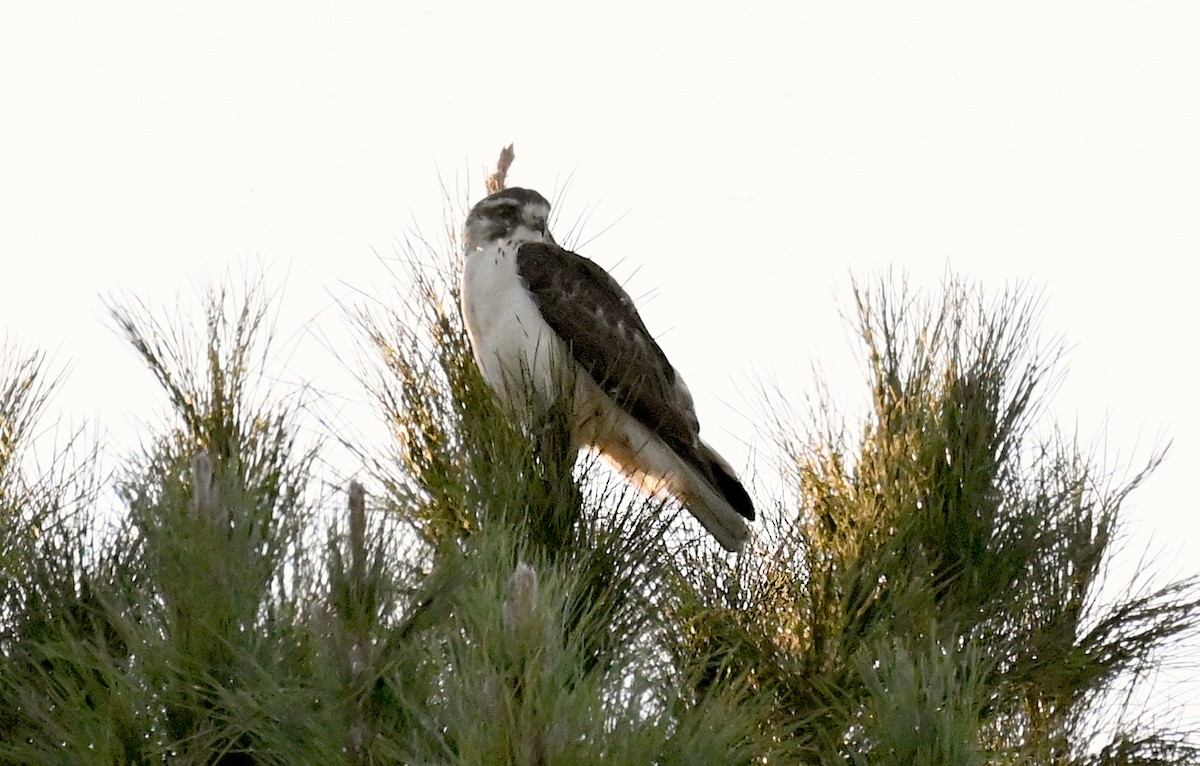 Short-tailed Hawk - ML646495089
