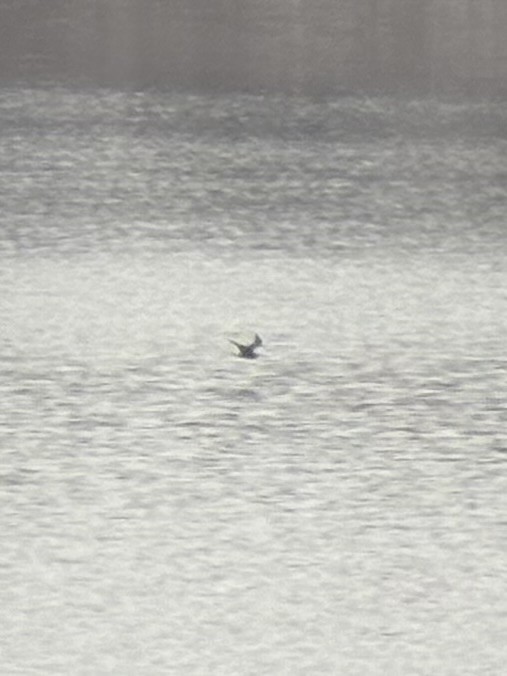 Parasitic Jaeger - ML646495093