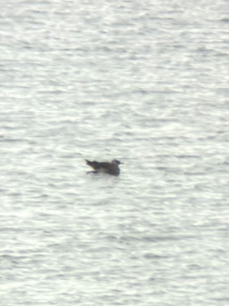 Parasitic Jaeger - ML646495094