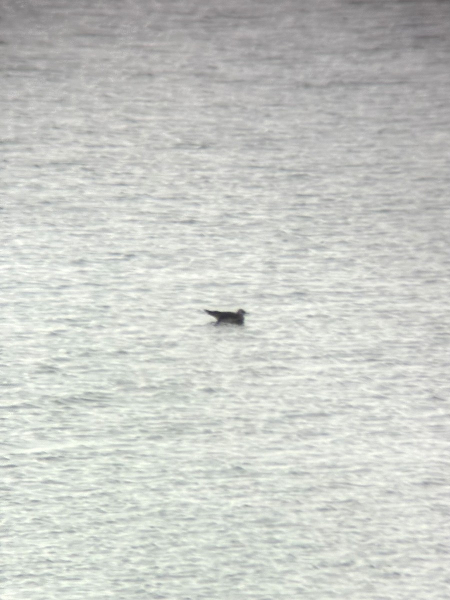 Parasitic Jaeger - ML646495095