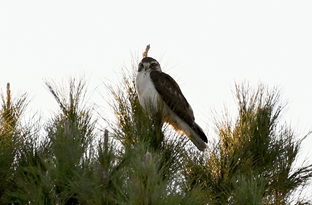 Short-tailed Hawk - ML646495096