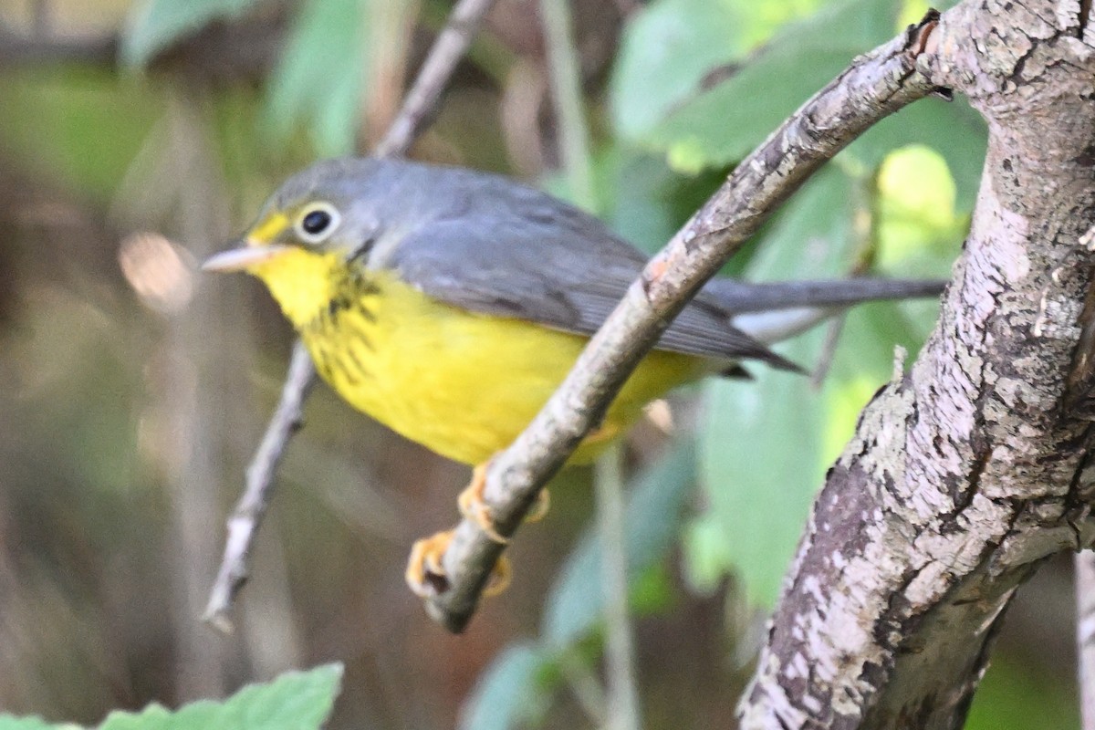 Канадская вильсония - ML646495097