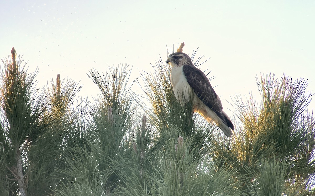 Short-tailed Hawk - ML646495103