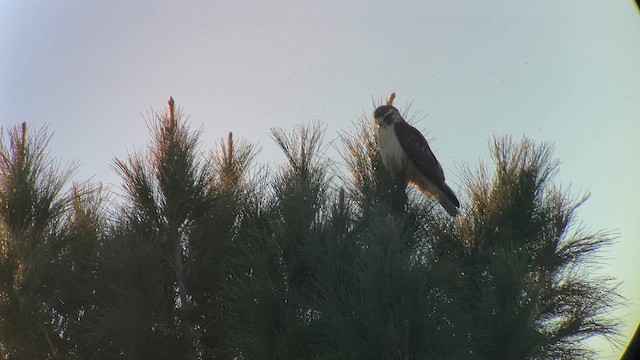 Busardo Colicorto - ML646495109