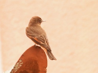 Cliff Flycatcher (Swallow) - ML646495112