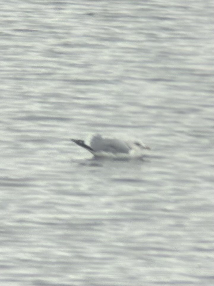 Iceland Gull (Thayer's) - ML646495113