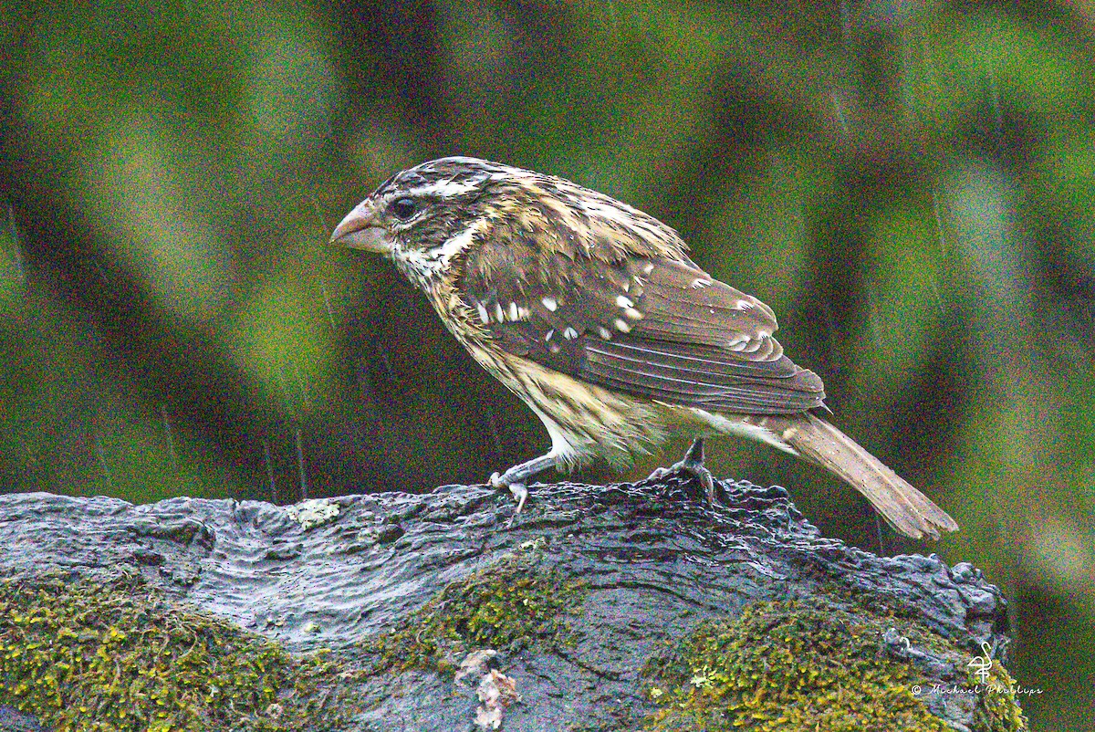 Rose-breasted Grosbeak - ML646495114