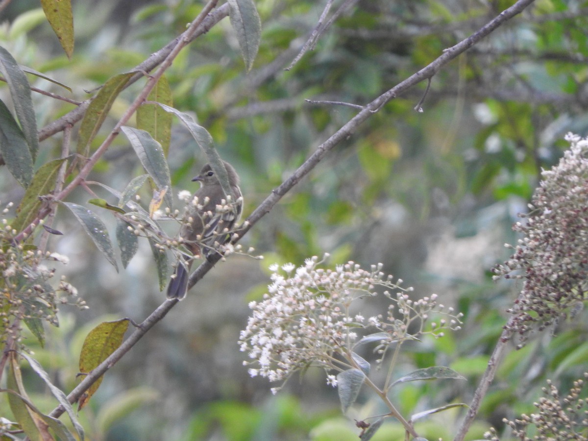 Highland Elaenia - ML646495115