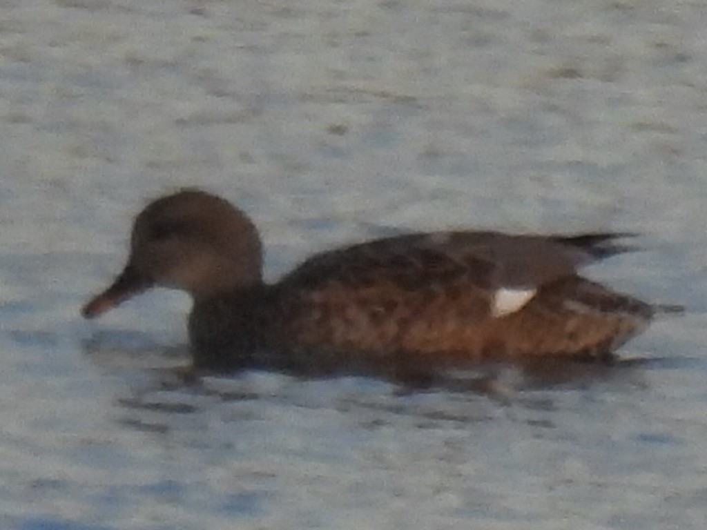 Gadwall - ML646495118