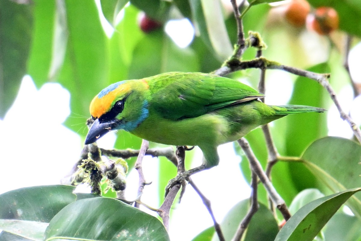 Yellow-crowned Barbet - ML646495120