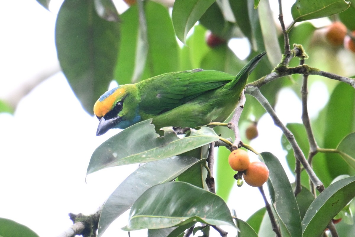 Yellow-crowned Barbet - ML646495121