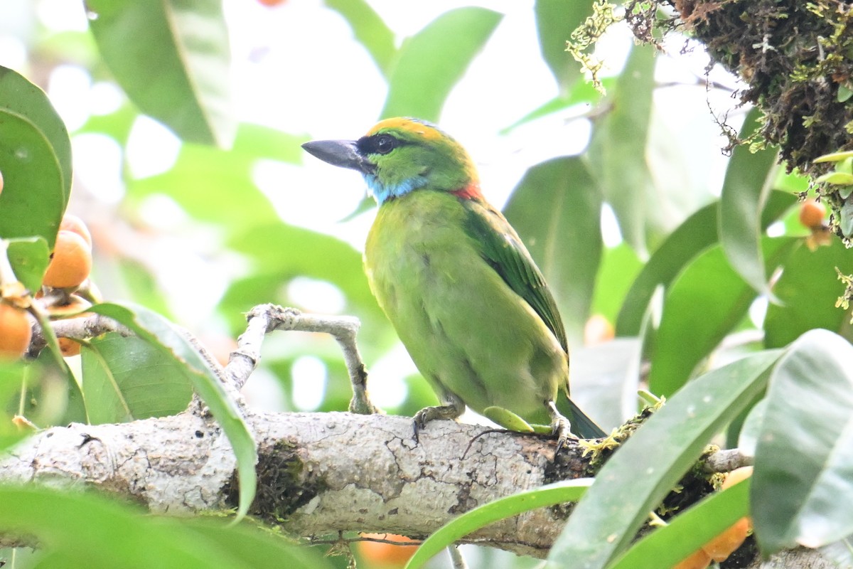 Yellow-crowned Barbet - ML646495122