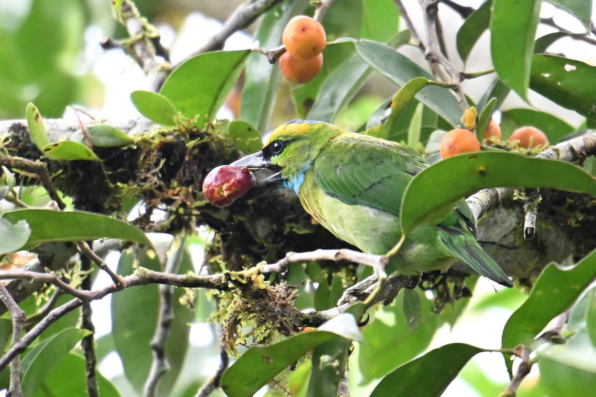 Yellow-crowned Barbet - ML646495124