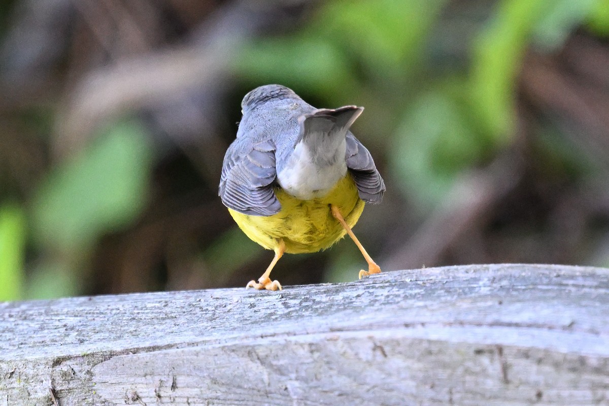Canada Warbler - ML646495127