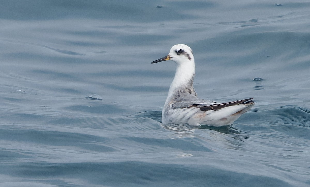 Mendebal-txori mokolodia - ML646495128