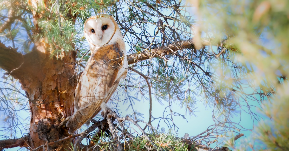 amerikatårnugle (tuidara gr.) - ML646495130