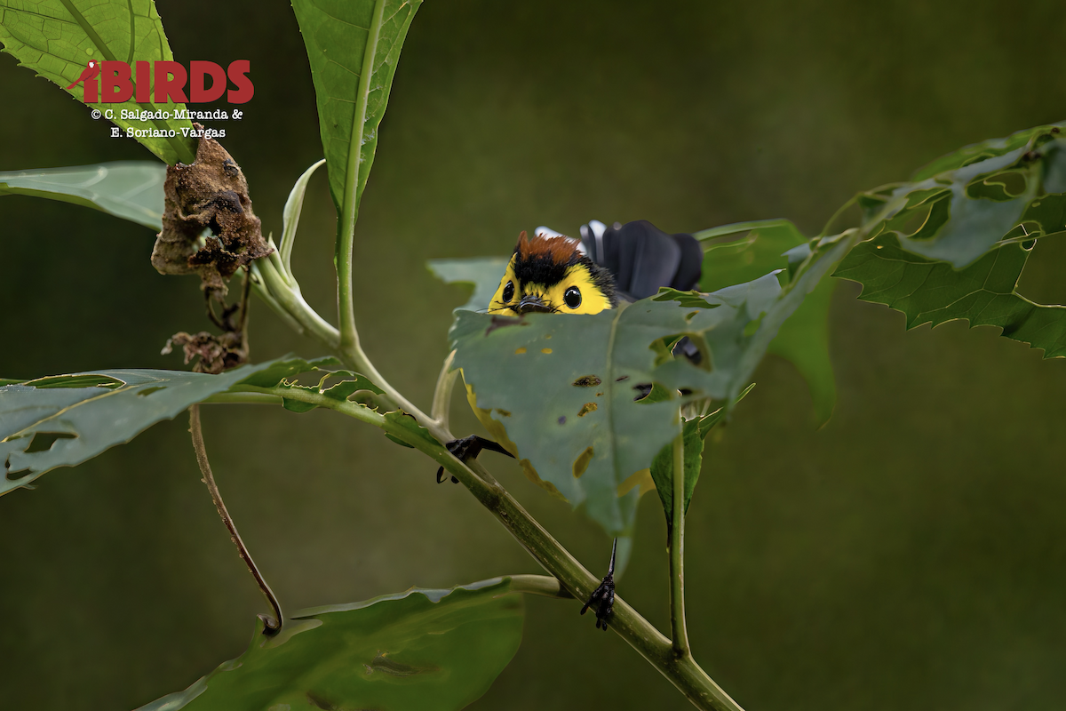 Collared Redstart - ML646495131