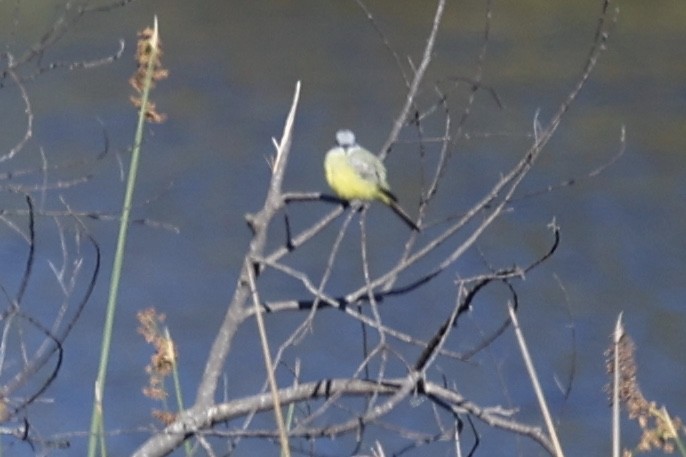 Tropical Kingbird - ML646495139