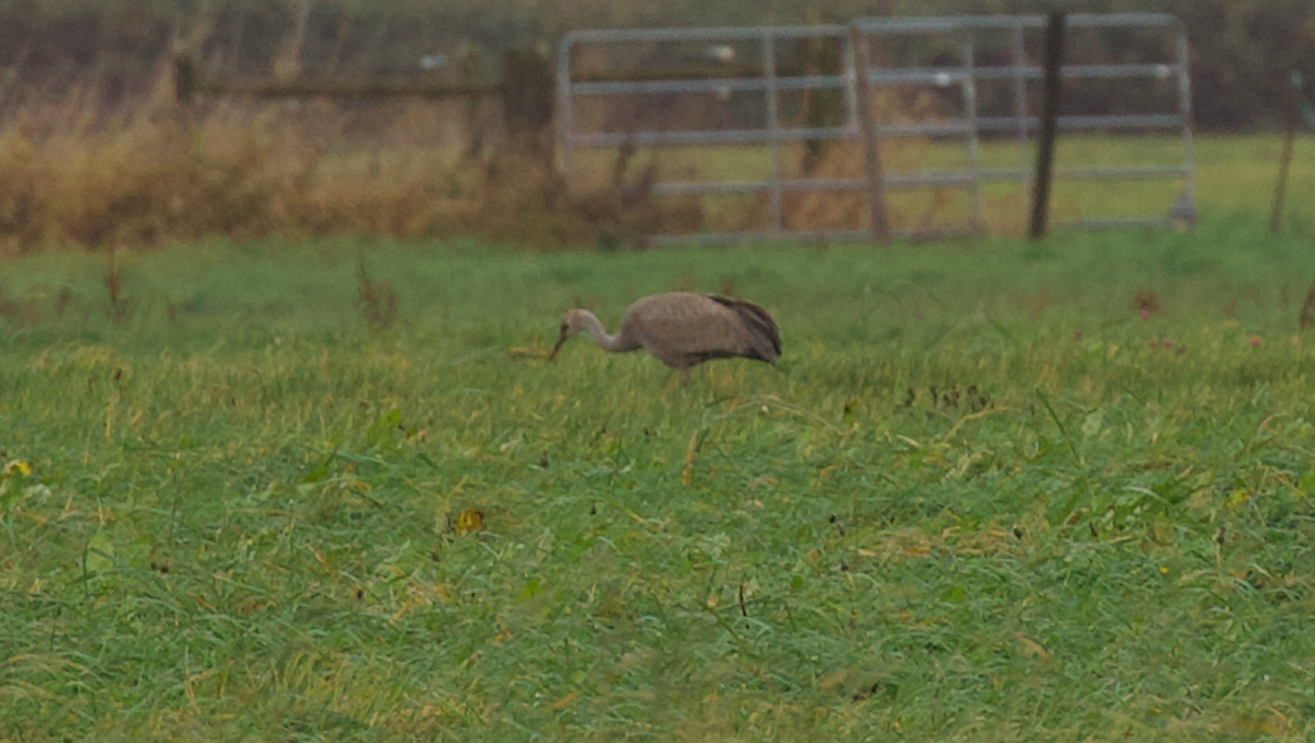 Sandhill Crane - ML646495140