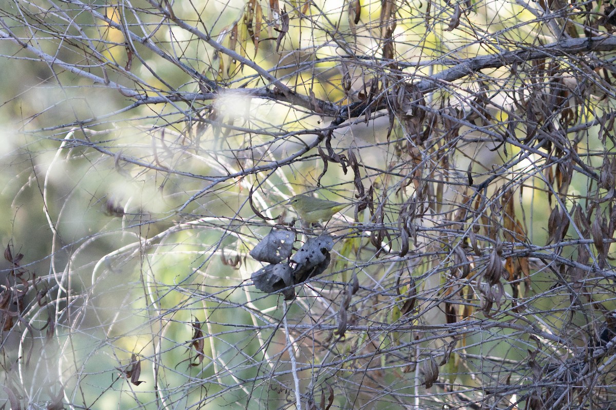 Orange-crowned Warbler - ML646495141