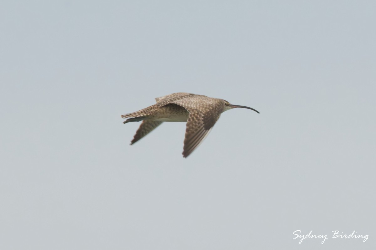 Hudsonian Whimbrel - ML646495142