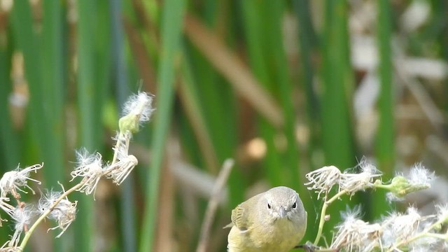 Orange-crowned Warbler - ML646495144