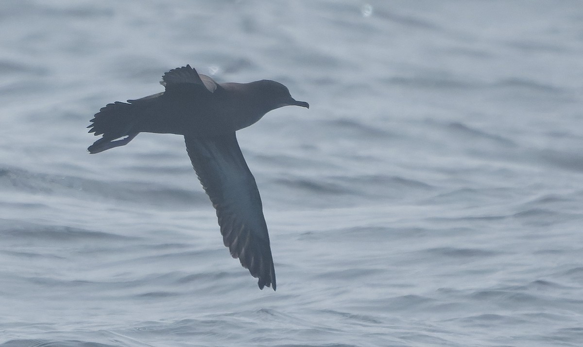 Gabai tasmaniarra - ML646495148