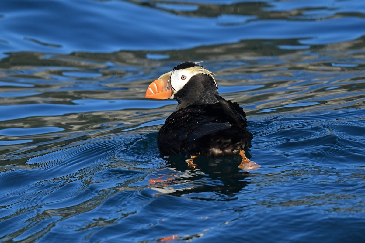 Lanperna-musu iluna - ML646495149