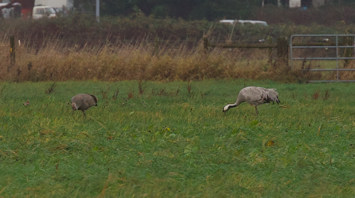 Sandhill Crane - ML646495152