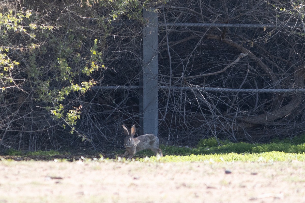 Animali - ML646495165