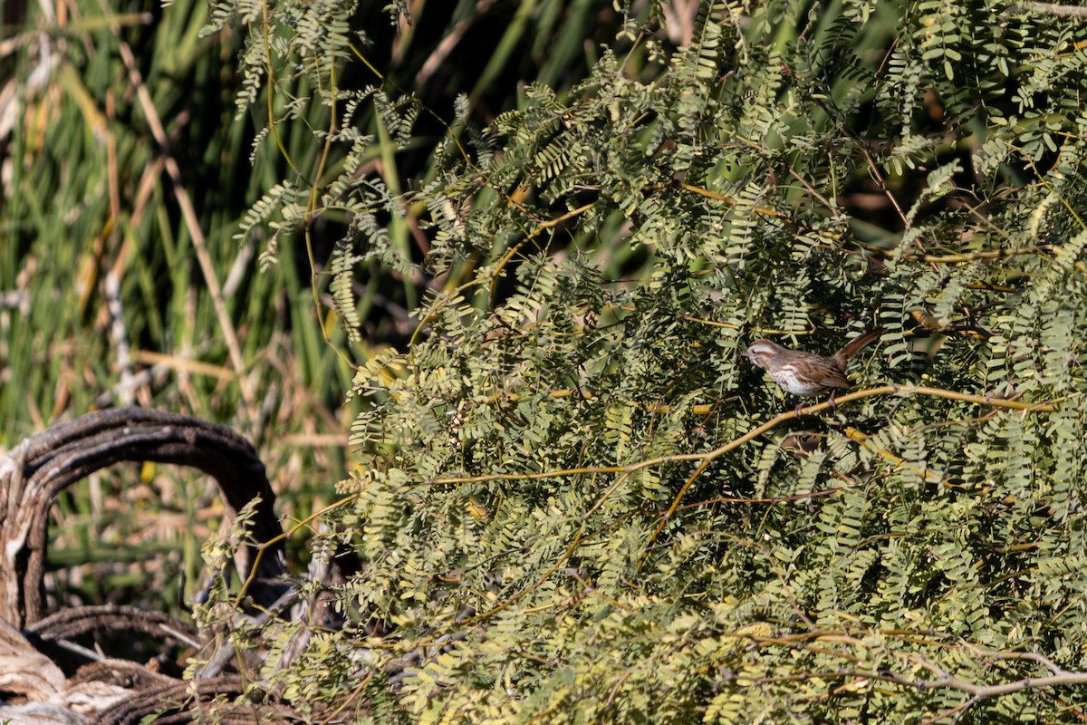 Song Sparrow - ML646495170