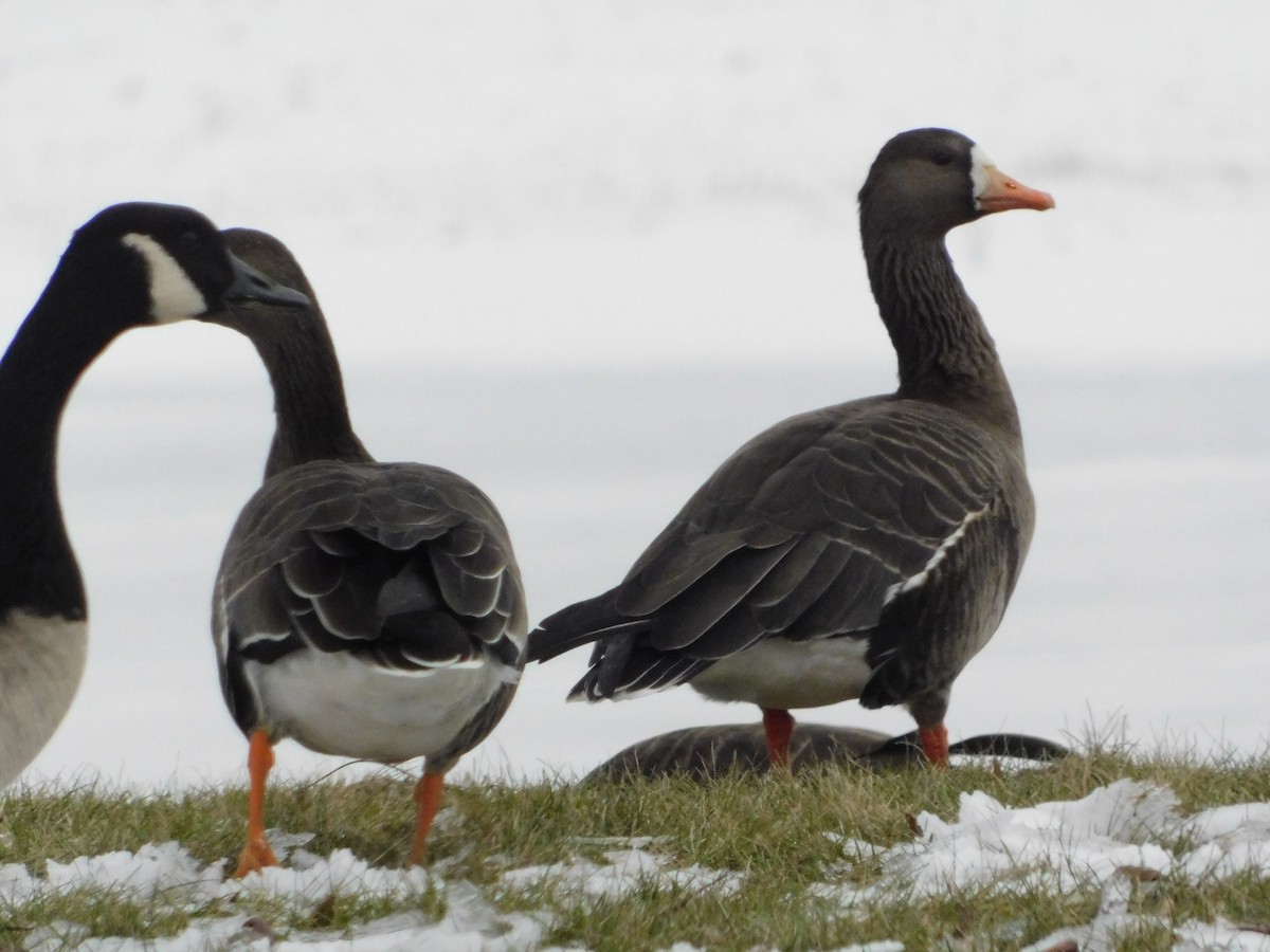 tundragås - ML646495171