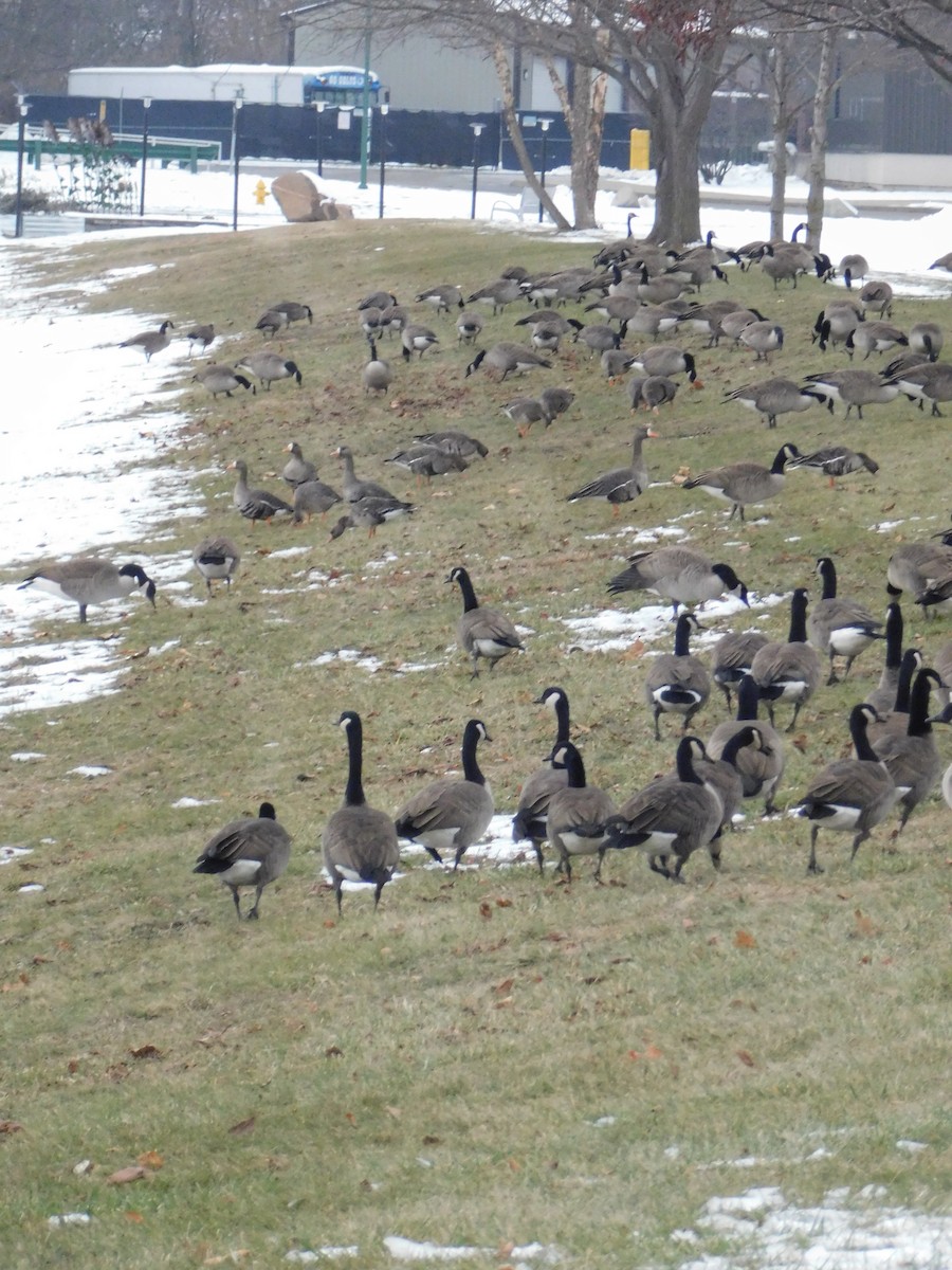 tundragås - ML646495173