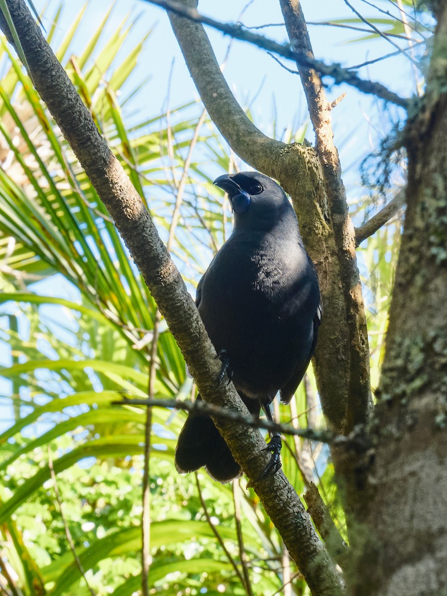 North Island Kokako - ML646495174